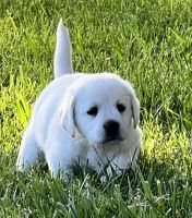 Labrador Retriever Puppies for sale in Wheatland, CA, USA. price: $1,500