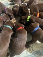Labrador Retriever Puppies for sale in Virginia Beach, VA, USA. price: NA