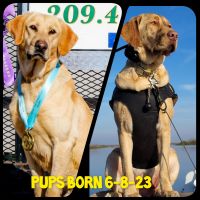 Labrador Retriever Puppies for sale in La Grange, CA 95329, USA. price: $1,600