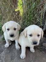 Labrador Retriever Puppies for sale in Yuba, WI 54634, USA. price: $500
