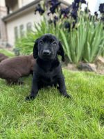 Labrador Retriever Puppies for sale in Denver, CO, USA. price: $900