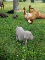 Labrador Retriever Puppies for sale in East Dubuque, IL 61025, USA. price: $600
