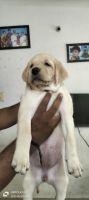 Labrador Retriever Puppies for sale in Chennai, Tamil Nadu, India. price: 8,000 INR