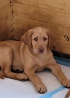 Labrador Retriever Puppies for sale in Rapid City, SD, USA. price: NA