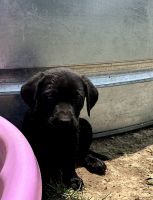 Labrador Retriever Puppies for sale in Sperry, IA 52650, USA. price: $650