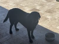 Labrador Retriever Puppies for sale in Goodyear, AZ, USA. price: $500