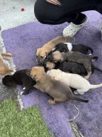 Labrador Retriever Puppies for sale in Fort Lauderdale, FL, USA. price: $350
