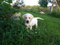 Labrador Retriever Puppies for sale in Dayton, MN, USA. price: $1,500