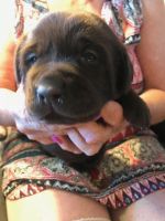 Labrador Retriever Puppies for sale in Wilton, CA, USA. price: $2,000