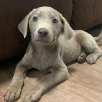 Labrador Retriever Puppies for sale in Oregon City, OR 97045, USA. price: $1,300