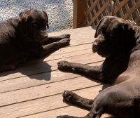 Labrador Retriever Puppies for sale in Warrenton, MO, USA. price: $1,000