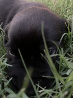 Labrador Retriever Puppies for sale in Penn Valley, CA 95946, USA. price: $1,200
