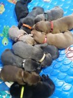 Labrador Retriever Puppies for sale in Ault, CO 80610, USA. price: $1,000