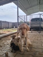 Labrador Retriever Puppies for sale in Walajapet, Tamil Nadu, India. price: 5,000 INR