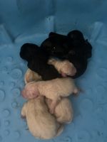 Labrador Retriever Puppies for sale in Marysville, CA, USA. price: NA