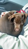Labrador Retriever Puppies for sale in Jensen Beach, FL 34957, USA. price: $200
