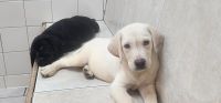 Labrador Retriever Puppies for sale in Jacksonville, FL, USA. price: $700