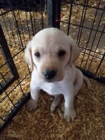 Labrador Retriever Puppies for sale in Alexandria, MN 56308, USA. price: $500
