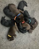 Labrador Retriever Puppies for sale in Parshall, CO 80468, USA. price: $800