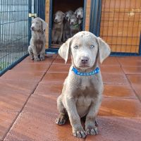 Labrador Retriever Puppies for sale in Merced, CA, USA. price: $1,500