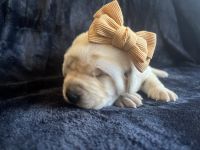 Labrador Retriever Puppies for sale in Sacramento, CA, USA. price: $2,200