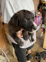 Labrador Retriever Puppies for sale in Moreno Valley, CA, USA. price: $850
