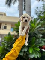 Labrador Retriever Puppies for sale in Delhi, India. price: 12,000 INR