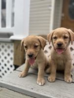 Labrador Retriever Puppies for sale in NO FORT MYERS, FL 33917, USA. price: $1,800