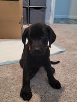 Labrador Retriever Puppies for sale in Arizona City, AZ 85123, USA. price: $700