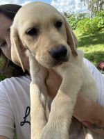 Labrador Retriever Puppies for sale in Lakeland, FL, USA. price: $800