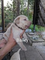 Labrador Retriever Puppies for sale in Sarasota, FL, USA. price: $800