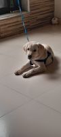 Labrador Retriever Puppies for sale in Thane West, Mumbai, Maharashtra, India. price: 12,000 INR