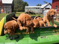 Labrador Retriever Puppies for sale in Auburn, NY 13021, USA. price: $800