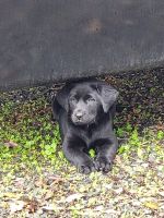 Labrador Retriever Puppies for sale in Brookings, OR 97415, USA. price: $2,000