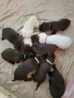 Labrador Retriever Puppies for sale in Mineral Wells, MS 38654, USA. price: NA