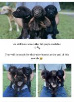 Labrador Retriever Puppies for sale in Ludowici, GA 31316, USA. price: $1,000