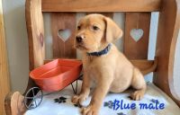 Labrador Retriever Puppies for sale in Lecanto, FL, USA. price: $800