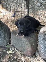 Labrador Retriever Puppies for sale in Inver Grove Heights, MN, USA. price: $1,250