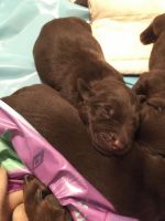 Labrador Retriever Puppies for sale in Eagle Mountain, UT, USA. price: $650