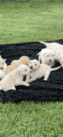Labrador Retriever Puppies for sale in Alton, IA 51003, USA. price: $200