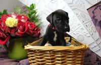 Labrador Retriever Puppies for sale in Rockledge, FL, USA. price: $450