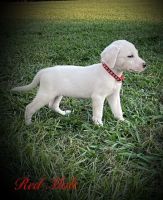 Labrador Retriever Puppies for sale in Sulligent, AL 35586, USA. price: $600