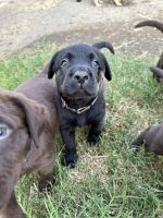 Labrador Retriever Puppies for sale in Stockton, CA, USA. price: $1,000