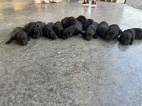 Labrador Retriever Puppies for sale in Columbia, TN 38401, USA. price: $500
