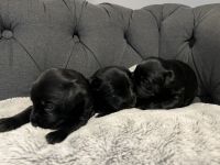Labrador Retriever Puppies for sale in CEDAR E BETHL, MN 55011, USA. price: $500