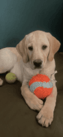 Labrador Retriever Puppies for sale in Georgetown, CA 95634, USA. price: $1,200