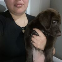 Labrador Retriever Puppies for sale in Surprise, AZ, USA. price: $600