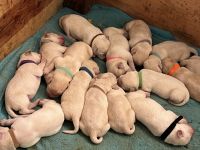 Labrador Retriever Puppies for sale in Scio, OR 97374, USA. price: NA