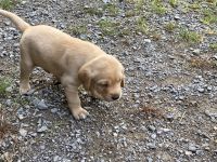 Labrador Retriever Puppies for sale in Western, NY, USA. price: $100,000