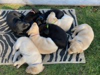 Labrador Retriever Puppies for sale in Summerland, BC V0H, Canada. price: $800